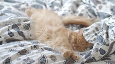 Yatakta yatan sevimli zencefil kedi. Rahat evde sabah yatmadan. Battaniye üzerinde kabarık Pet Dozer.
