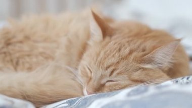 Yatakta yatan sevimli zencefil kedi. Rahat evde sabah yatmadan. Battaniye üzerinde kabarık Pet Dozer.