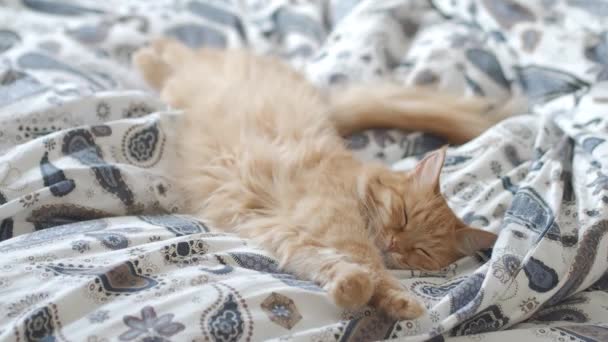 Aranyos gyömbér macska az ágyban fekve. Reggel leesti otthonos otthon. Bolyhos kisállat dörömböl a takaró. — Stock videók