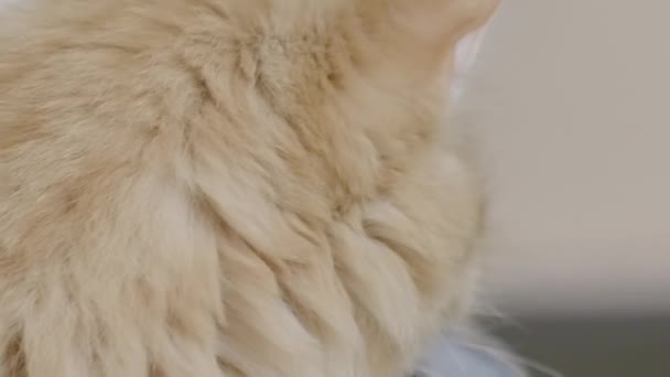 Cute ginger cat is sitting on chair with folded jeans. Fluffy pet is looking away. — Stock Video