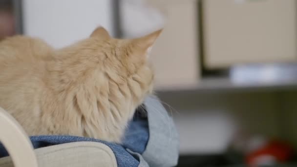 Χαριτωμένο τζίντζερ γάτα κάθεται στην καρέκλα με διπλωμένα τζιν. Το χνουδωτό κατοικίδιο ζωάκι. — Αρχείο Βίντεο