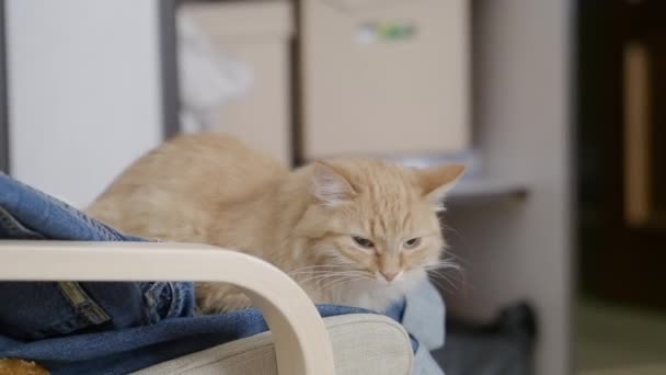 Cute ginger cat is sitting on chair with folded jeans. Fluffy pet is dozing. — Stock Video