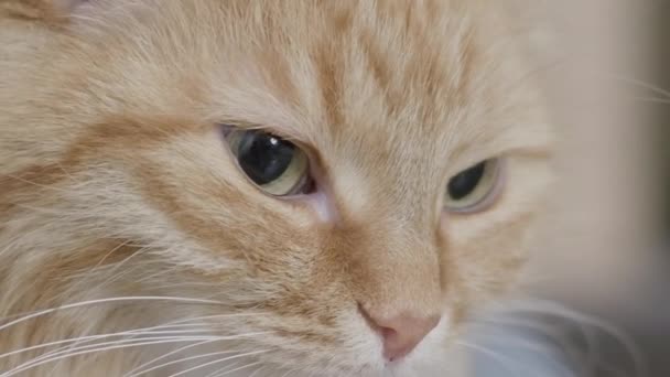 Sevimli zencefilli kedinin görüntülerini kapatın. Kabarık evcil hayvan portresi. — Stok video