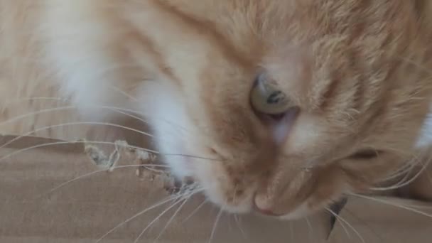 Carino gatto zenzero si siede in una scatola di cartone e mastica i suoi lati . — Video Stock