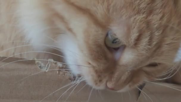 Schattige gember kat zit in een kartonnen doos en kauwt zijn zijkanten. — Stockvideo