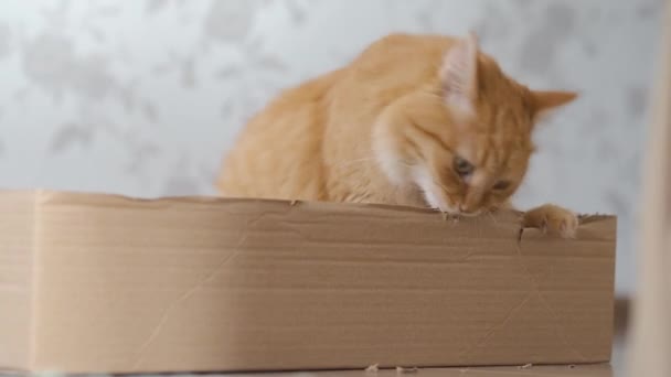 Lindo gato jengibre se sienta en una caja de cartón y mastica sus lados . — Vídeo de stock