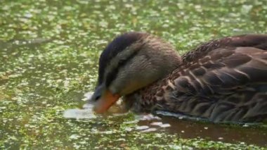 Kahverengi renkli ördek gölette yüzüyor. Kuş ördek weed ile büyümüş suda yiyecek arıyor.