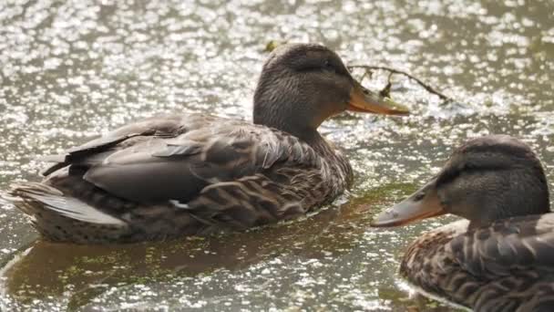 Dvojice hnědých barevných kachny plavání v rybníku. Ptáci hledají jídlo ve vodě, zarostlé duckweed. — Stock video