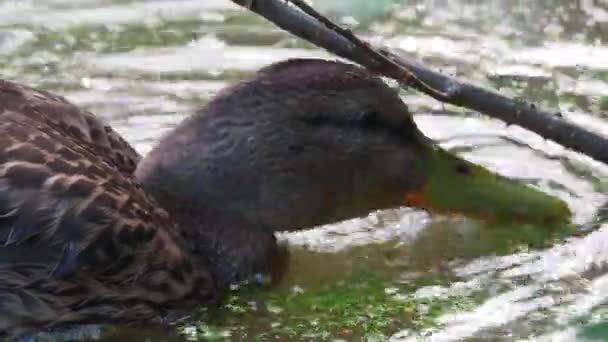 Brun färgad anka simmar i dammen. Bird söker mat i vattnet övervuxet med andmat. — Stockvideo