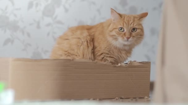 Lindo gato jengibre se sienta en una caja de cartón y mastica sus lados . — Vídeo de stock