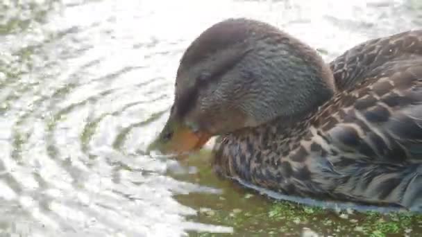 Brown colored duck is swimming in pond. Bird is looking for food in the water overgrown with duckweed. — Stock Video