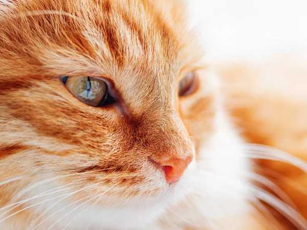 Cute ginger cat is dozing. Close up photo of fluffy pet face. Domestic animal is staring in camera. Macro photo of cat\'s eye and nose.
