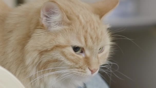 Close-up beelden van schattige gember kat. Pluizig huisdier portret. — Stockvideo