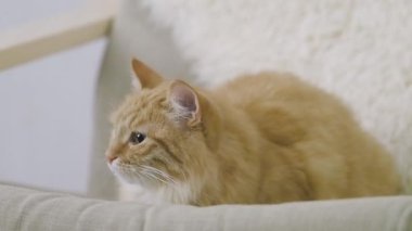 Sevimli zencefil kedi bej sandalyede uyukluyor. Kabarık evcil hayvanın yavaş çekim görüntülerini kapatın.