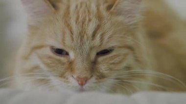 Sevimli zencefil kedi bej sandalyede uyukluyor. Kabarık evcil hayvanın yavaş çekim görüntülerini kapatın.