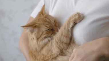 Kadın ellerinde uyuyan sevimli kızıl kedi. Yumuşak evcil hayvanın yavaş çekim görüntülerini kapatın. Kadın evcil hayvanını okşuyor..