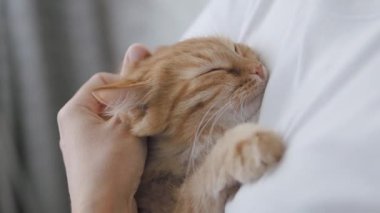 Kadın ellerinde uyuyan sevimli kızıl kedi. Yumuşak evcil hayvanın yavaş çekim görüntülerini kapatın. Kadın evcil hayvanını okşuyor..