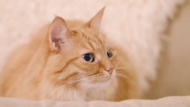 Lindo gato de jengibre dormitando en silla beige. Primer plano de las imágenes en cámara lenta de la mascota esponjosa . — Vídeos de Stock