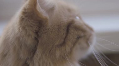 Sevimli zencefil kedi pencere eşik üzerinde oturuyor. Kabarık evcil hayvanın yavaş çekim görüntülerini kapatın.