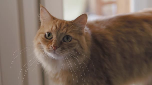 Lindo gato pelirrojo está sentado en el alféizar de la ventana. Primer plano de las imágenes en cámara lenta de la mascota esponjosa . — Vídeos de Stock