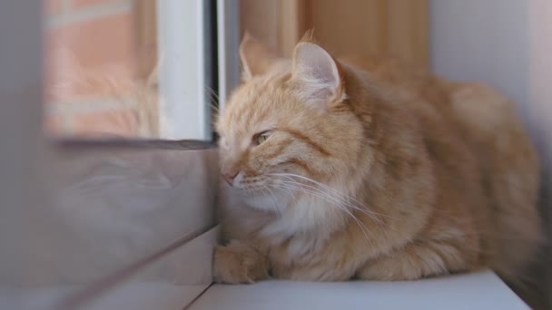 Lindo gato de jengibre dormitando en alféizar ventana. Primer plano de las imágenes en cámara lenta de la mascota esponjosa . — Vídeo de stock