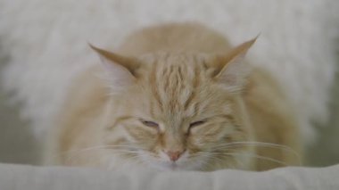 Sevimli zencefil kedi bej sandalyede uyukluyor. Kabarık evcil hayvanın yavaş çekim görüntülerini kapatın.