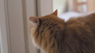 Sevimli zencefil kedi pencere eşik üzerinde oturuyor. Kabarık evcil hayvanın yavaş çekim görüntülerini kapatın.