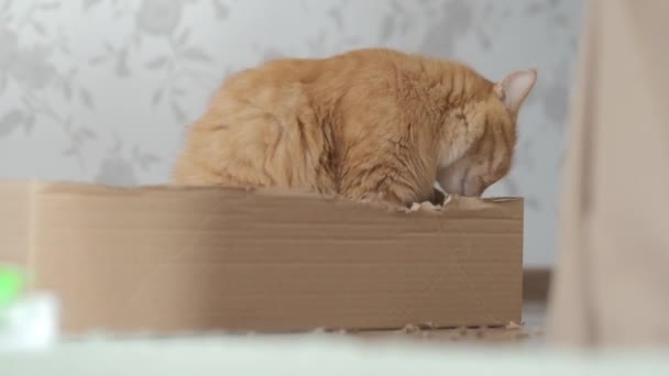 Lindo gato jengibre mastica una caja de cartón. Mujer en jeans azules y un niño pequeño vino y castigó a la mascota . — Vídeos de Stock