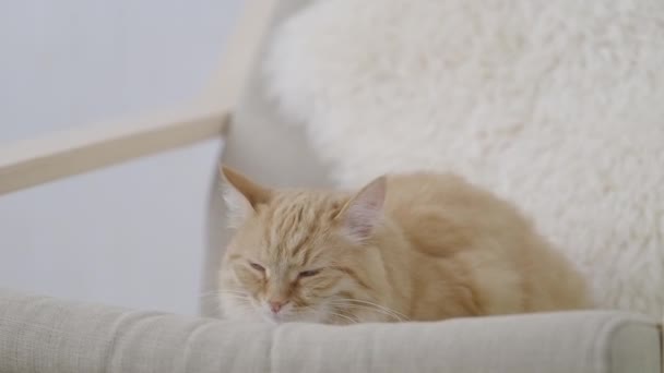 Schattige gember kat dozeren op beige stoel. Close-up slow motion beelden van pluizig huisdier. — Stockvideo