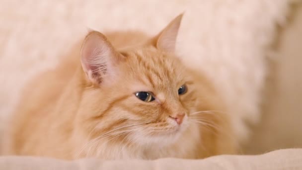 Schattige gember kat dozeren op beige stoel. Close-up slow motion beelden van pluizig huisdier. — Stockvideo