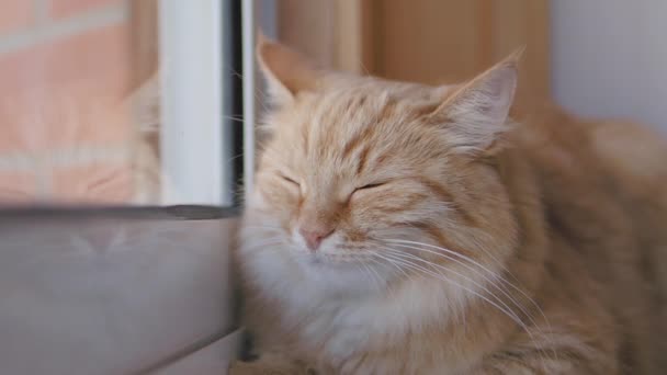 かわいいジンジャー猫は、窓枠に居眠り。ふわふわのペットのスローモーション映像をクローズアップ. — ストック動画