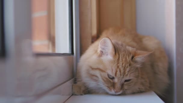 Lindo gato de jengibre dormitando en alféizar ventana. Primer plano de las imágenes en cámara lenta de la mascota esponjosa . — Vídeos de Stock