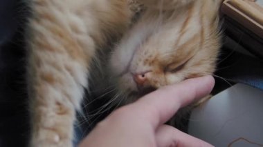 Sevimli zencefil kedi koyu mavi kumaş üzerinde uyuklama. Kabarık evcil hayvanın yavaş çekim görüntülerini kapatın. Evcil hayvanını okşadan adam.
