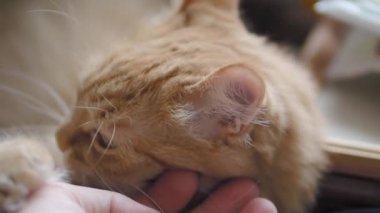 Sevimli zencefil kedi koyu mavi kumaş üzerinde uyuklama. Kabarık evcil hayvanın yavaş çekim görüntülerini kapatın. Evcil hayvanını okşadan adam.