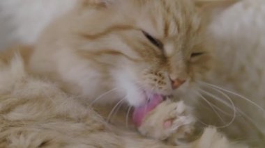 Sevimli zencefil kedi bej kürk yalama. Kabarık evcil hayvanın yavaş çekim görüntülerini kapatın.
