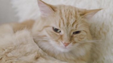 Sevimli zencefil kedi bej kürk yalama. Kabarık evcil hayvanın yavaş çekim görüntülerini kapatın.