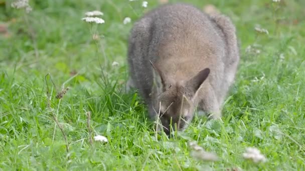 Bennetts boom-kangoeroe Eet gras. Dendrolagus bennettianus grazen in de weide. — Stockvideo