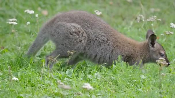 Беннетт-кенгуру ест траву. Dendrolagus bennettianus пасущийся на лугу . — стоковое видео
