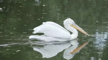 Dalmaçyapeli pelikan, Pelecanus crispus, gölette yüzüyor. Büyük tatlı su kuşu.