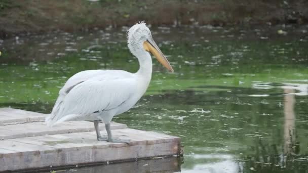 Dalmatian pelican, Pelecanus crispus, cleaning its feathers. Big freshwater bird. — Stock Video