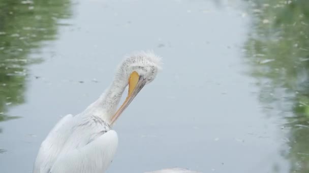 Close-up portret van Dalmatische pelikaan, Pelecanus crispus, het schoonmaken van zijn veren. Grote zoet water vogel. — Stockvideo