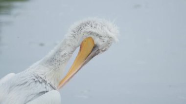 Dalmaçyapeli pelikan Pelecanus crispus'un tüylerini temizleyerek yakın portresi. Büyük tatlı su kuşu.