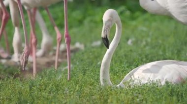Büyük flamingo yakın portre, Phoenicopterus roseus, kameraya bakıyor. Büyük pembe zarif kuş.