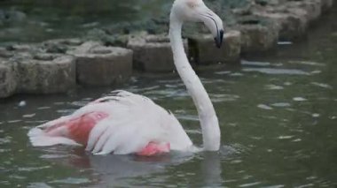 Büyük flamingo, Phoenicopterus roseus, gölette banyo. Büyük pembe zarif kuş.