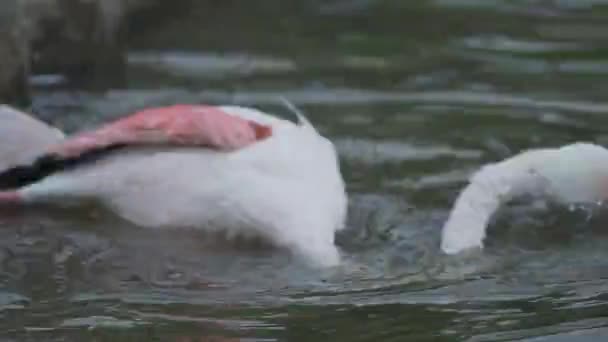 El mayor flamenco, Phoenicopterus roseus, bañándose en el estanque. Grande rosa elegante pájaro . — Vídeos de Stock