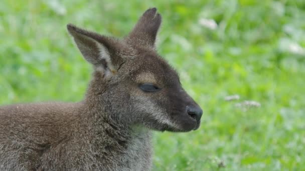 Bennett le kangourou mange de l'herbe. Dendrolagus bennettianus broutant dans la prairie . — Video