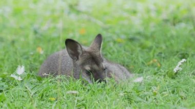 Çimenlerin üzerinde yatan Bennetts ağaç kangurusu. Çayırda otlayan Dendrolagus bennettianus.