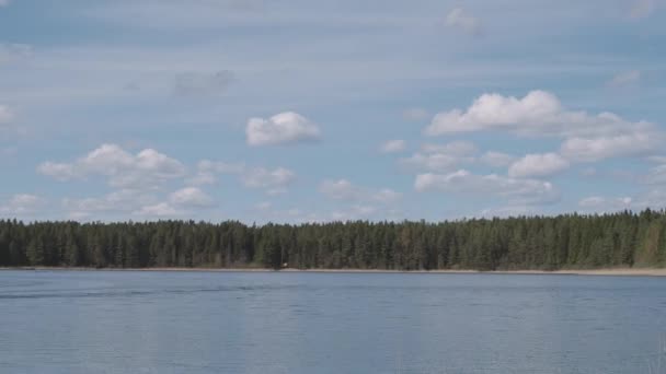 Las na brzegu jeziora Seliger, lato w Twer regionie, Rosja. — Wideo stockowe