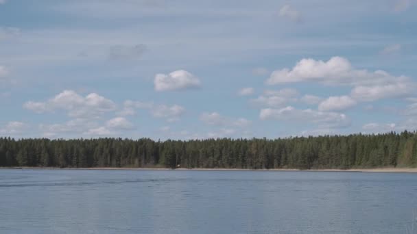 Bos aan de oever van Seliger Lake, zomer in Tver Region, Rusland. — Stockvideo