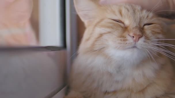 Lindo gato de jengibre dormitando en alféizar ventana. Primer plano de imágenes en cámara lenta del hombre acariciando a su mascota esponjosa . — Vídeos de Stock